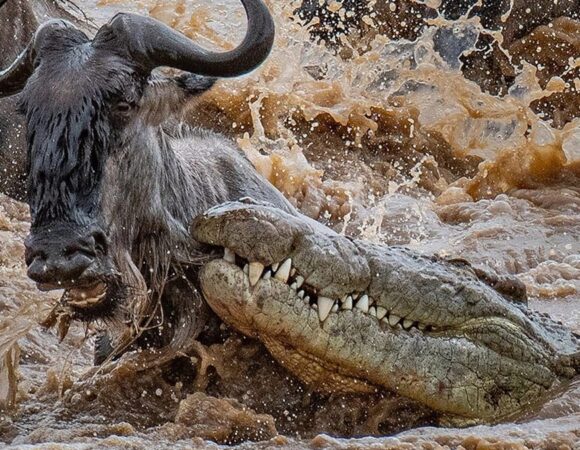 The Great Migration: Tanzania Safari Experience with Time for Safaris