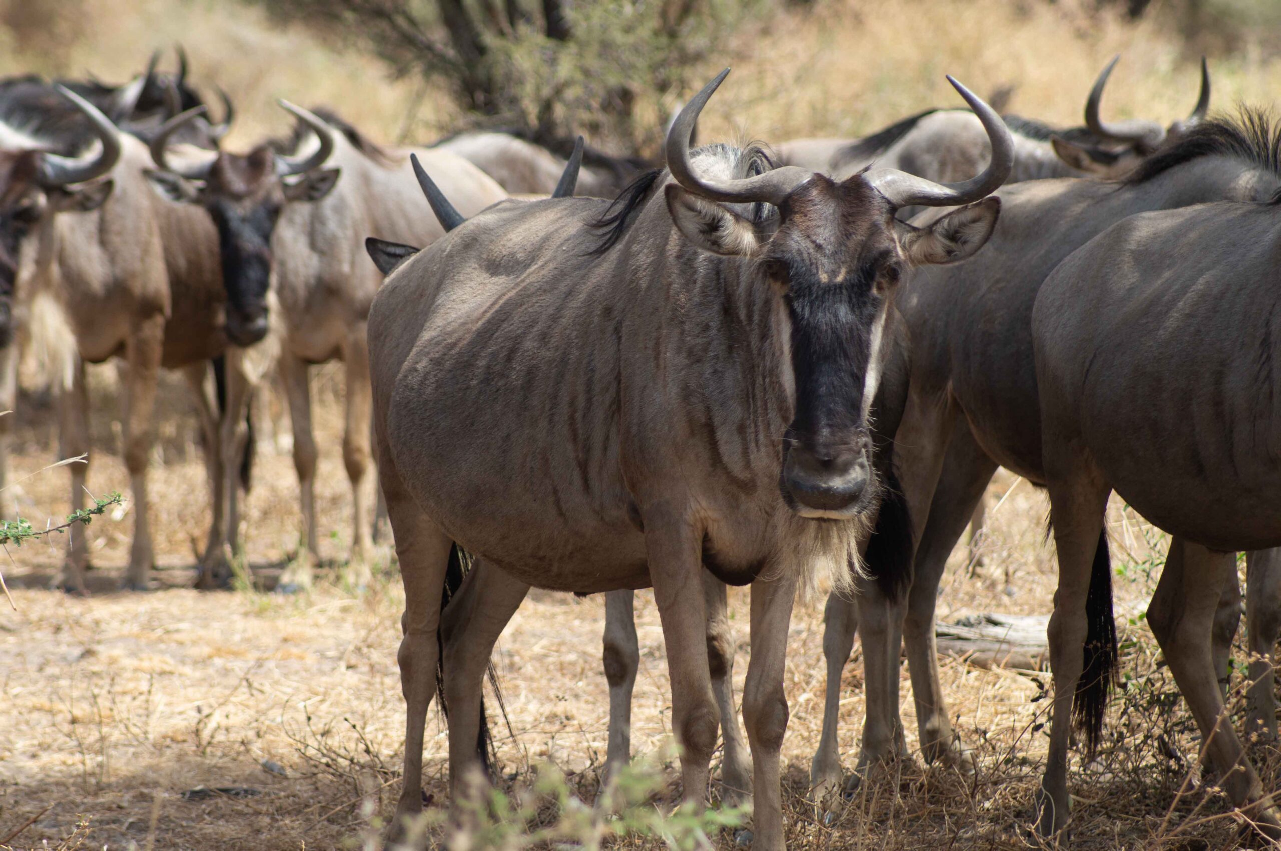 Serengeti National Park
