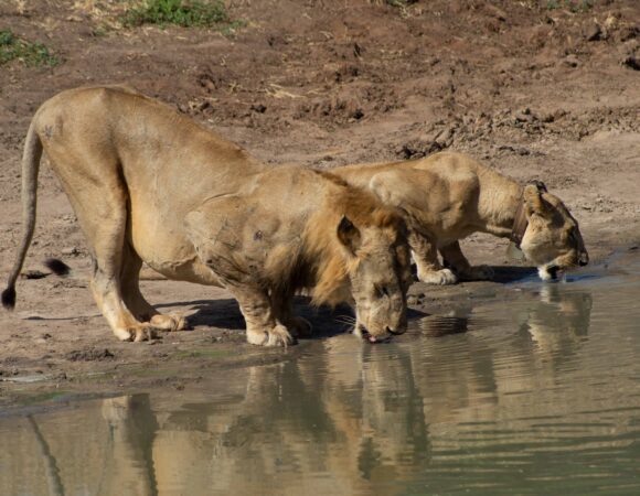 5 Days Southern Tanzania Wilderness Safari – Nyerere & Ruaha