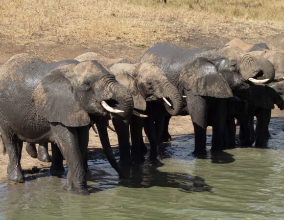 5 Days Tarangire, Manyara, Serengeti and Ngorongoro Crater Safari