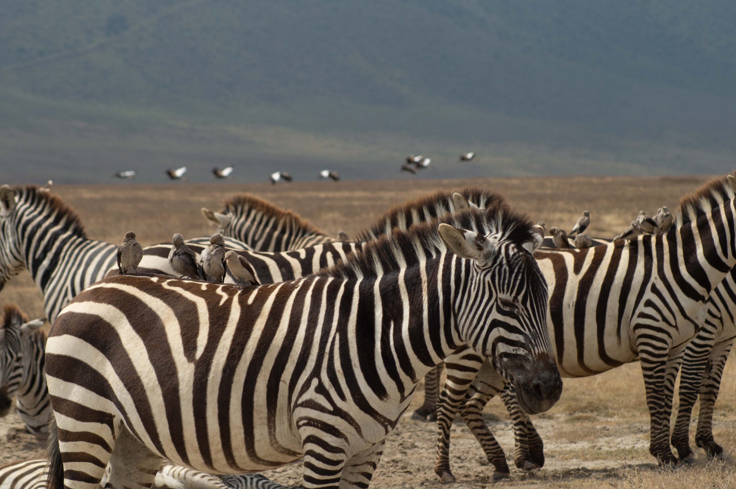 Ngorongoro Crater