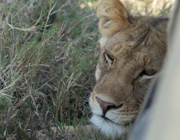 5 Days Tanzania Clasic Safari