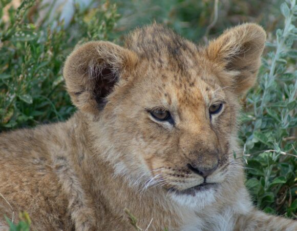3 DaysWilderness Escape Nyerere and Udzungwa Safari