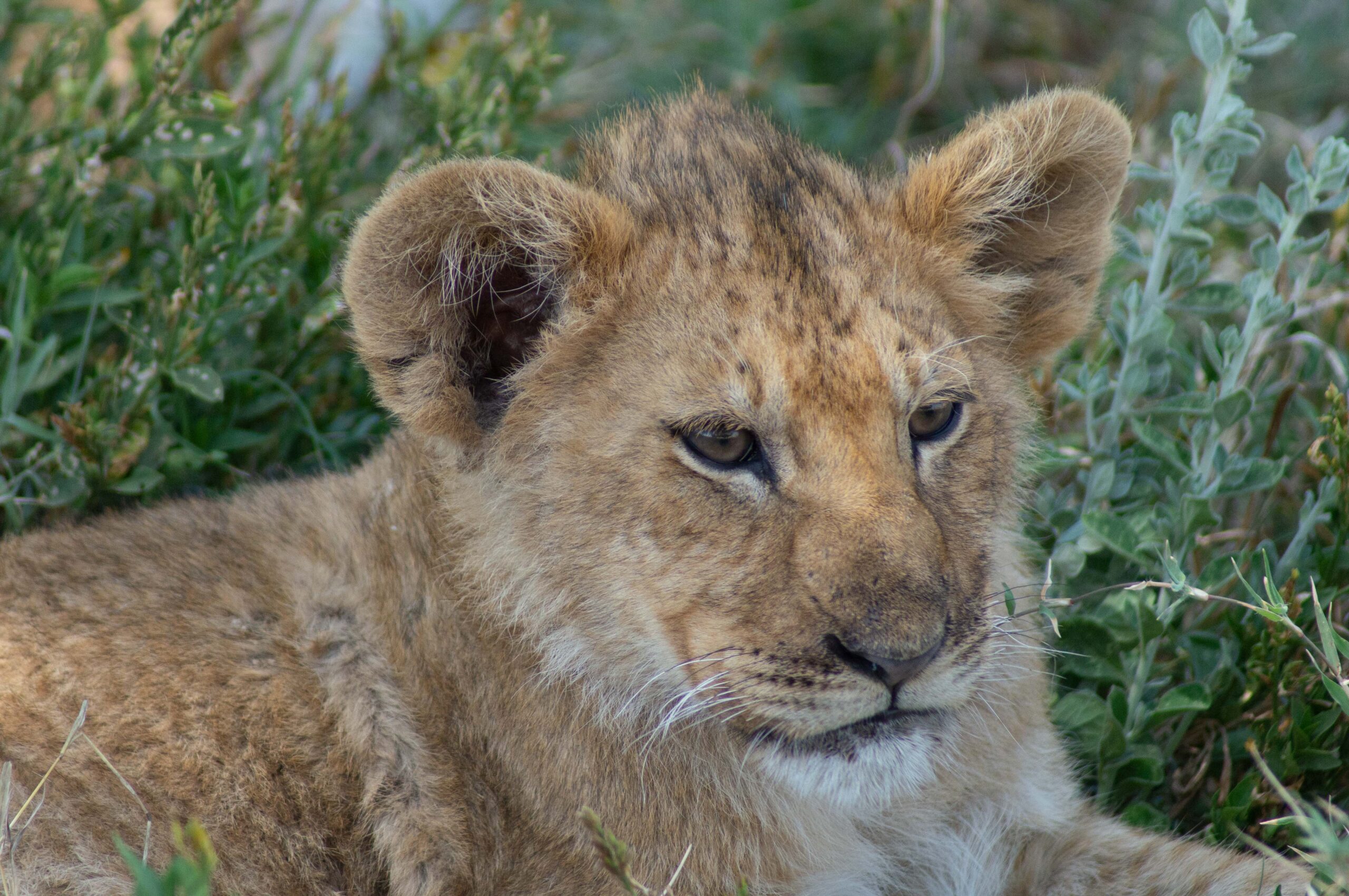 3 DaysWilderness Escape Nyerere and Udzungwa Safari