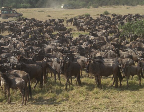 4 Days Serengeti Wilderness Safari