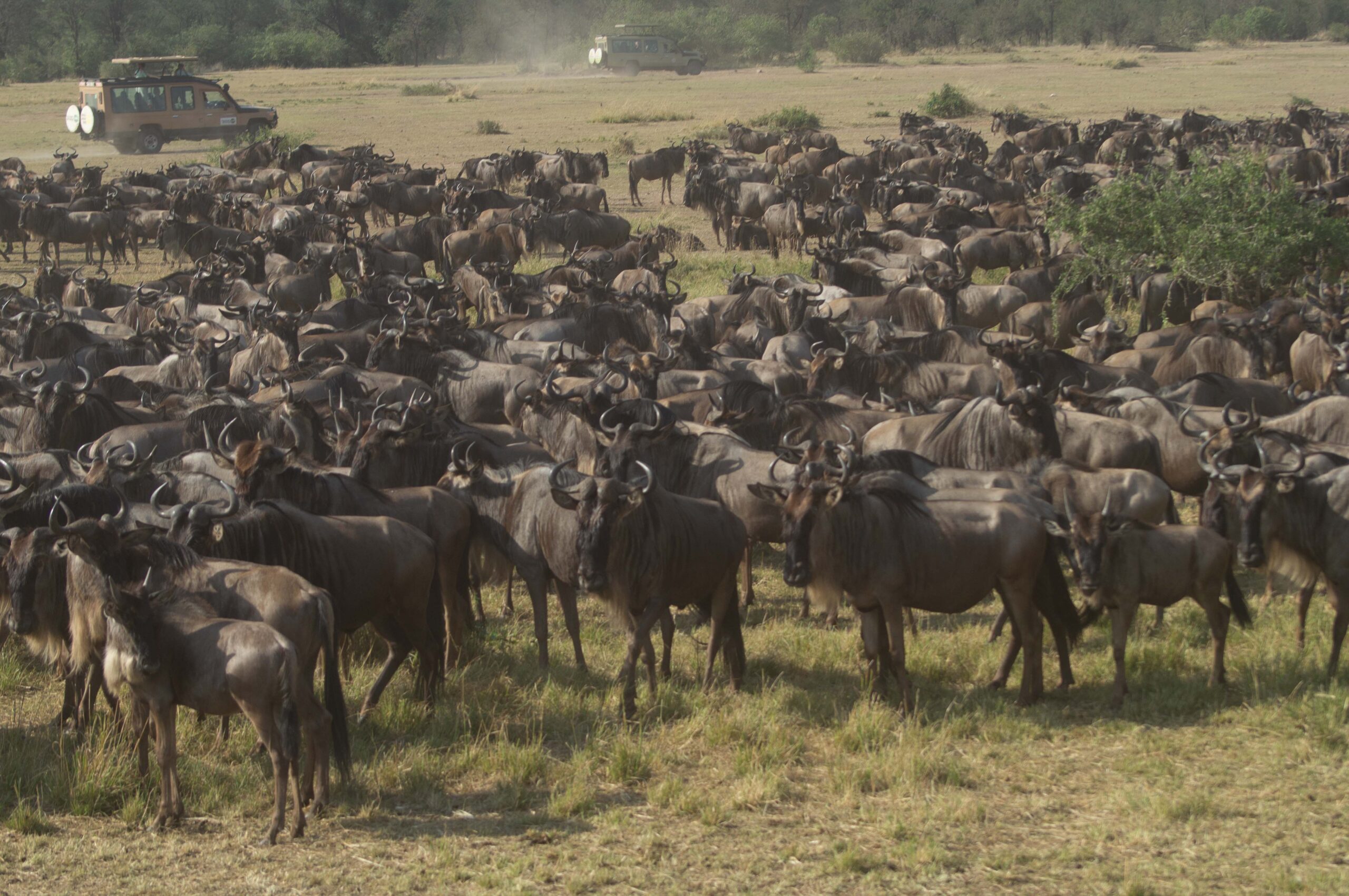 4 Days Serengeti Wilderness Safari