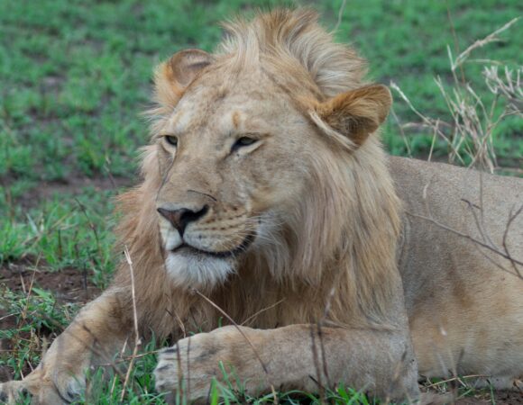 5 Days Best of Northern Tanzania Safari