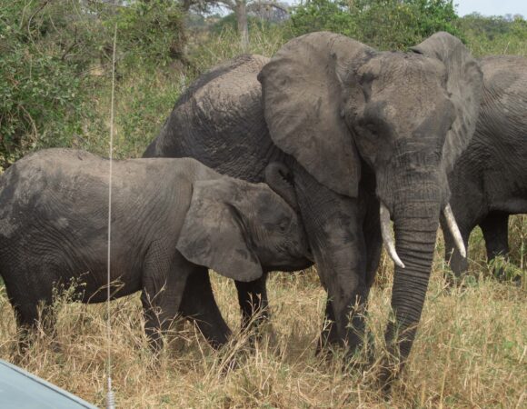 7 Days Northern Tanzania Safari