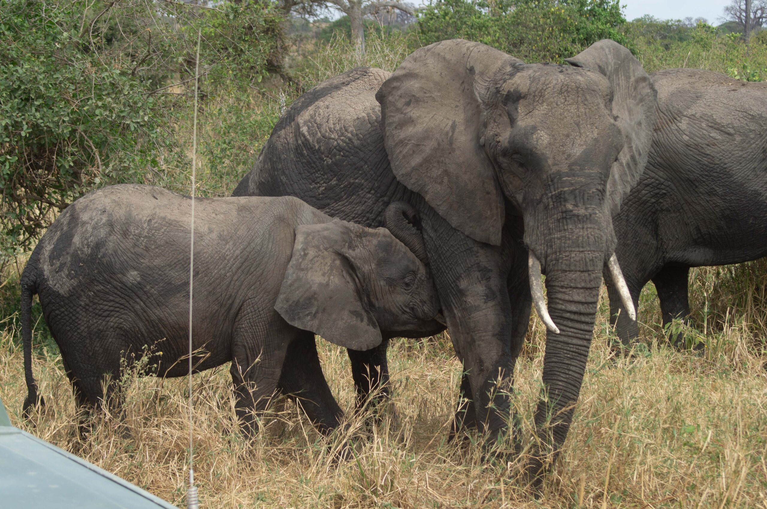 Tarangire